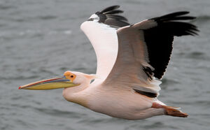Great White Pelican
