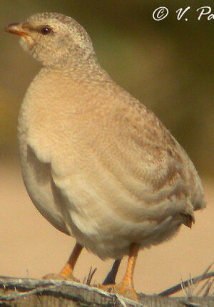 Sand Partridge