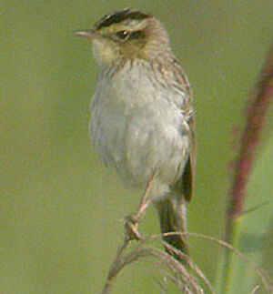 Aquatic Warbler