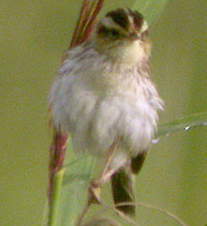 Aquatic Warbler