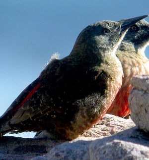 Ground Woodpecker