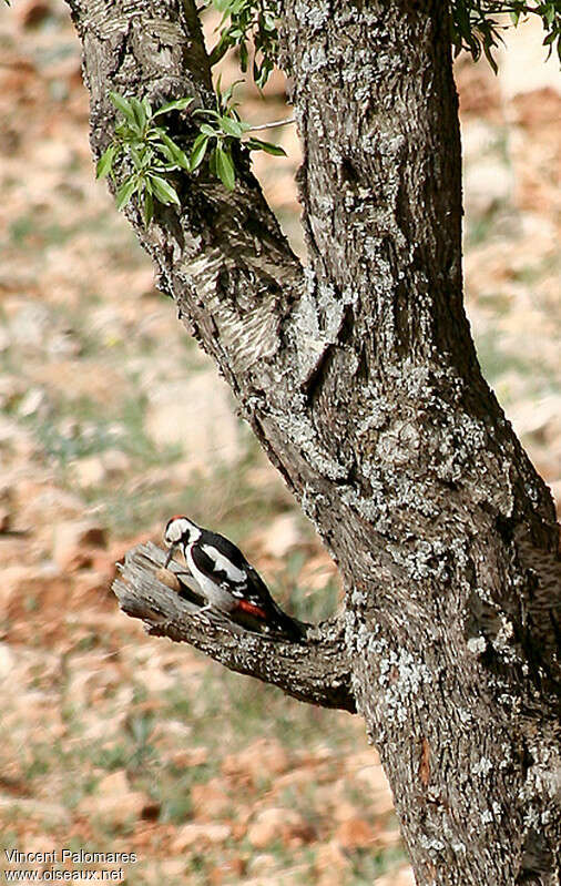 Syrian Woodpecker male adult, habitat, fishing/hunting