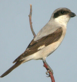 Lesser Grey Shrike