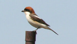 Woodchat Shrike