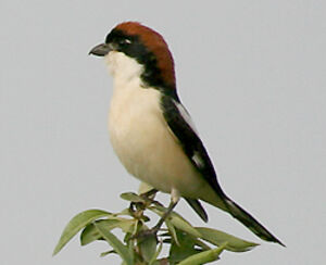 Woodchat Shrike