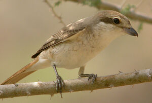 Isabelline Shrike