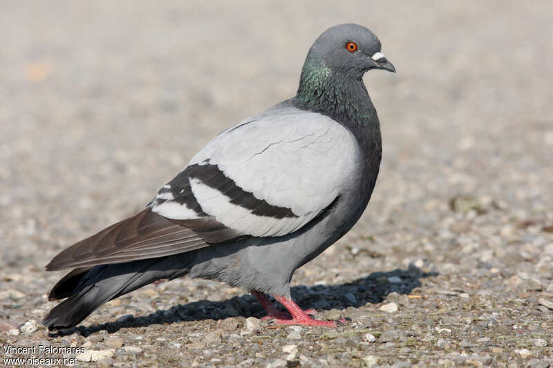 Pigeon bisetadulte nuptial, identification