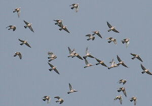 Common Wood Pigeon