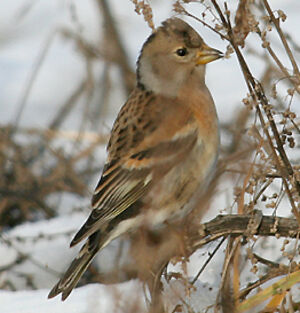 Brambling