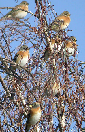 Brambling
