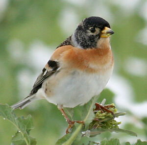 Brambling
