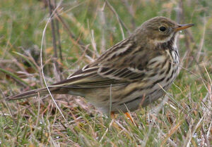 Meadow Pipit