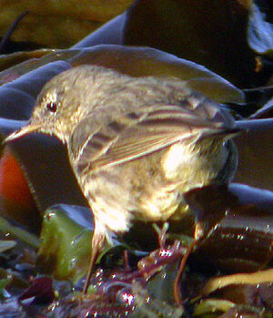 Eurasian Rock Pipit