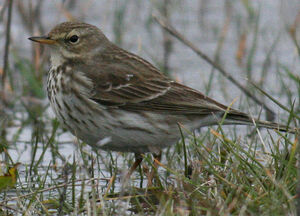 Water Pipit