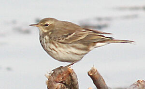 Water Pipit