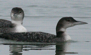Great Northern Loon 
&copy; Vincent Palomares