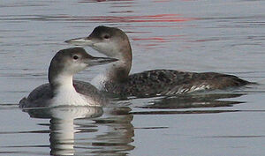 Great Northern Loon 
&copy; Vincent Palomares