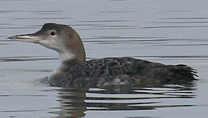 Great Northern Loon 
&copy; Vincent Palomares