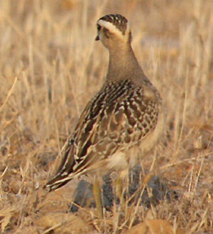 Eurasian Dotterel