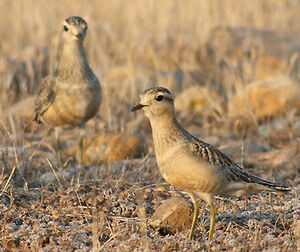 Eurasian Dotterel