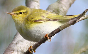 Wood Warbler