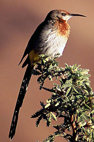Gurney's Sugarbird