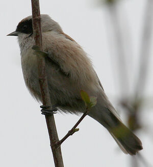 Rémiz penduline