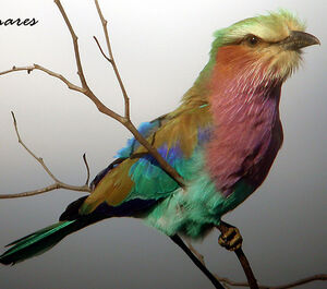 Lilac-breasted Roller