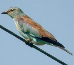 European Roller