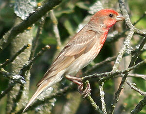 Common Rosefinch 
&copy; Vincent Palomares