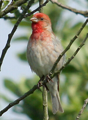 Common Rosefinch 
&copy; Vincent Palomares