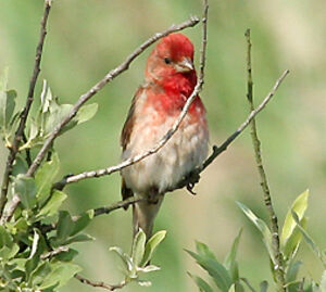 Common Rosefinch 
&copy; Vincent Palomares