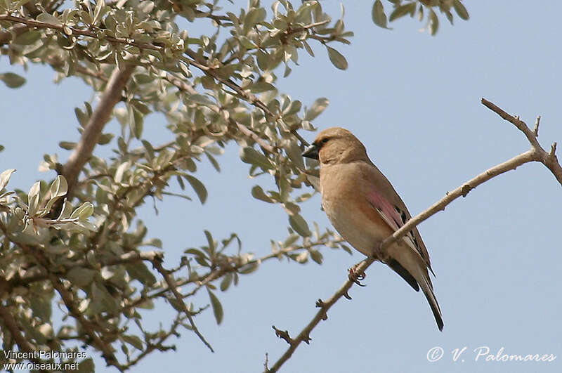 Desert Finch male adult, identification