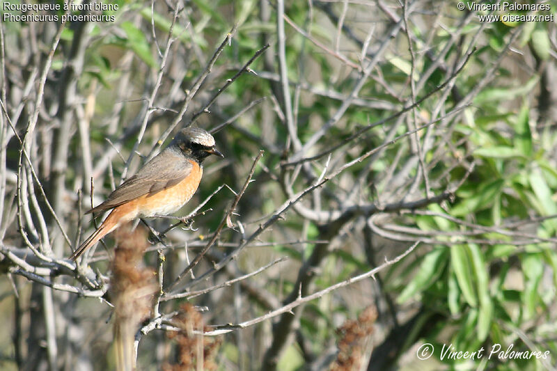 Common Redstart male