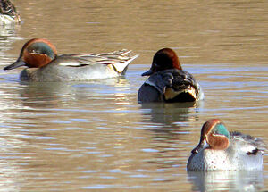 Eurasian Teal
