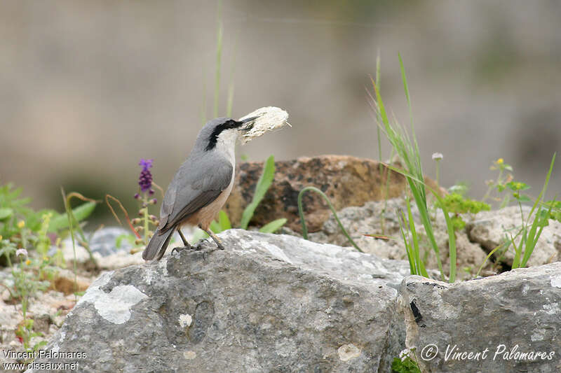 Western Rock Nuthatchadult, Reproduction-nesting