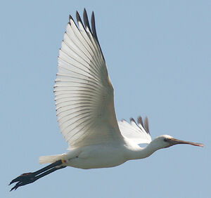Eurasian Spoonbill