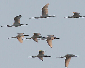 Eurasian Spoonbill
