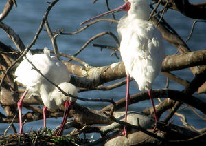 African Spoonbill
