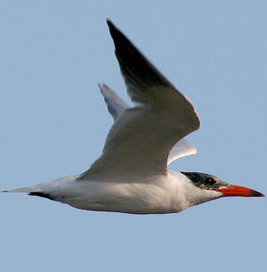 Caspian Tern 
&copy; Vincent Palomares
