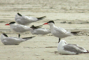 Caspian Tern 
&copy; Vincent Palomares