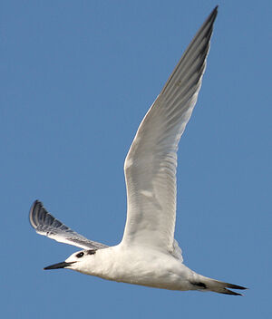 Sandwich Tern 
&copy; Vincent Palomares