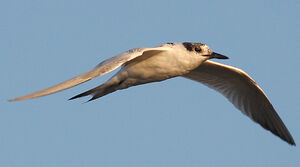 Sandwich Tern 
&copy; Vincent Palomares