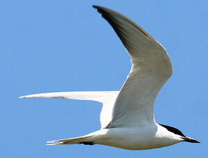 Gull-billed Tern
