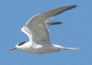 Common Tern 
&copy; Vincent Palomares
