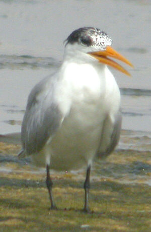 Lesser Crested Tern