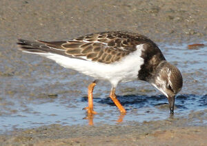 Ruddy Turnstone 
&copy; Vincent Palomares