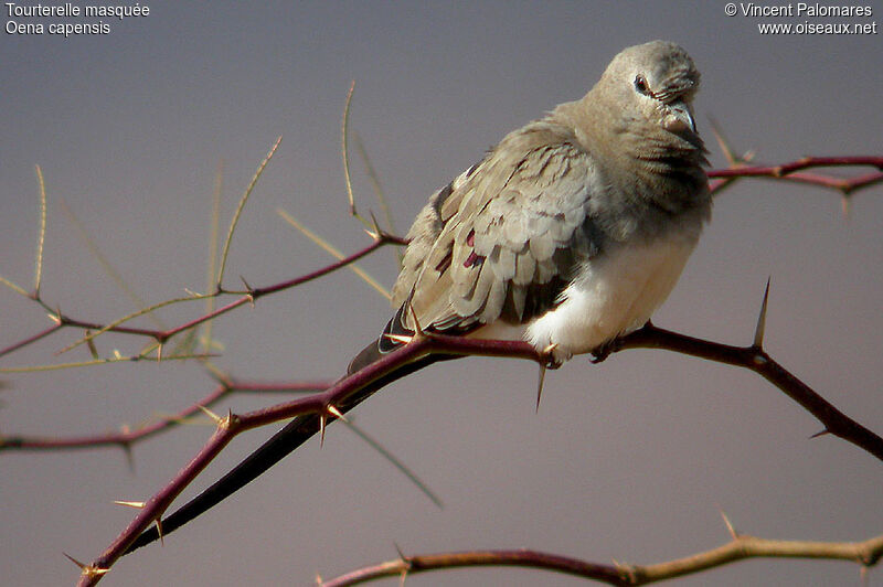 Namaqua Dove female