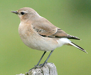 Northern Wheatear