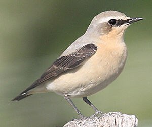 Northern Wheatear
